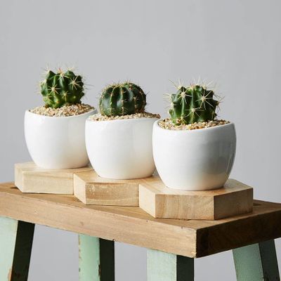 Mini Cactus Trio